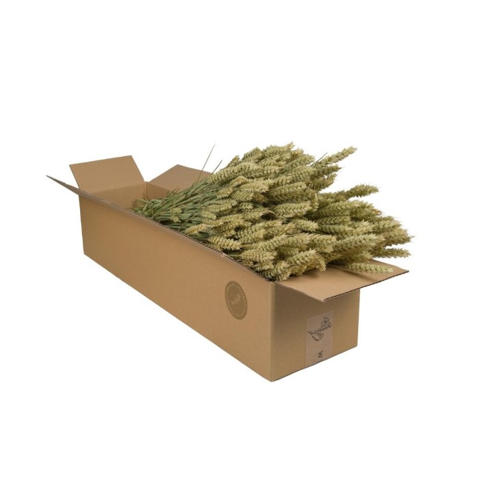 Dried Flowers - Tarwe (Triticum) - Natural - 4 Bushes - ↕60Cm