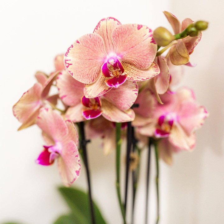 Kolibri Orchids - Surprise Box Mix - Plant Value Box - Surprise Box With 4 Different Orchids 12Cm - Fresh From The Grower
