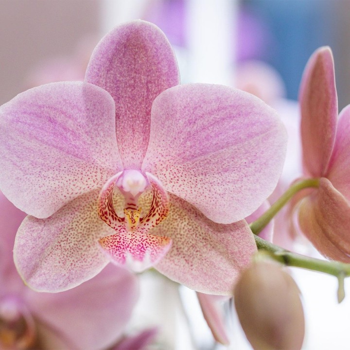 Kolibri Orchids - Surprise Box Mix - Plant Value Box - Surprise Box With 4 Different Orchids 12Cm - Fresh From The Grower