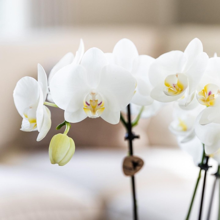Kolibri Orchids - Surprise Box Mix - Plant Value Box - Surprise Box With 4 Different Orchids 12Cm - Fresh From The Grower