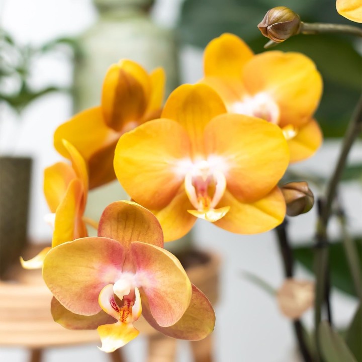 Kolibri Orchids - Surprise Box Mix - Plant Value Box - Surprise Box With 4 Different Orchids 12Cm - Fresh From The Grower