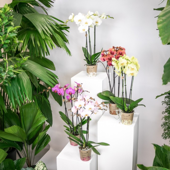 Kolibri Orchids - Surprise Box Mix - Plant Value Box - Surprise Box With 4 Different Orchids 12Cm - Fresh From The Grower
