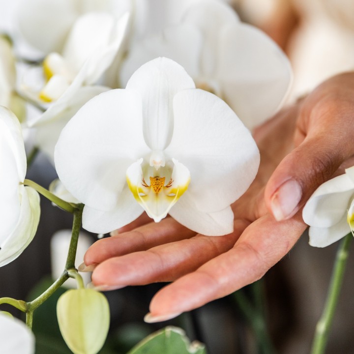 Kolibri Orchids I Combi Deal Of 2 White Phalaenopsis Orchids - Pot Size Ø12Cm | Flowering Houseplant - Fresh From The Grower