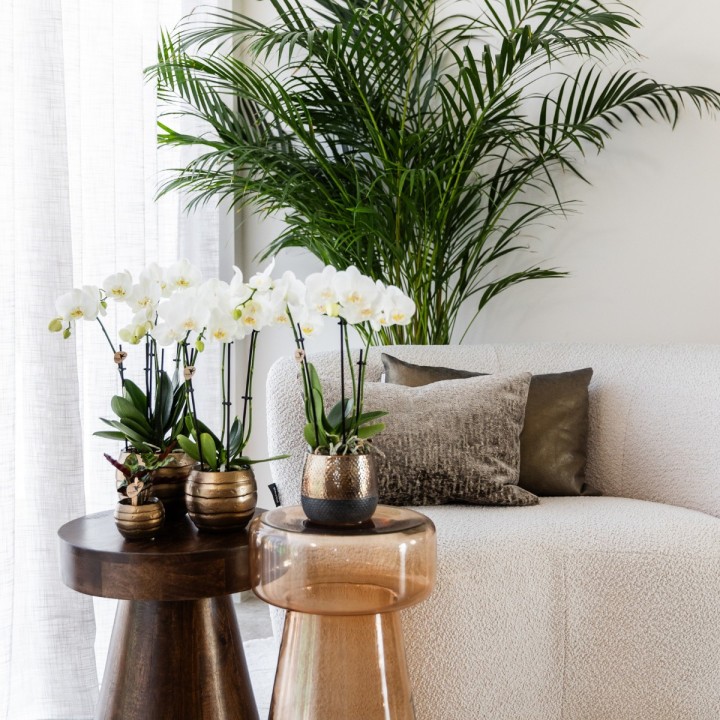 Kolibri Orchids I Combi Deal Of 2 White Phalaenopsis Orchids - Pot Size Ø12Cm | Flowering Houseplant - Fresh From The Grower