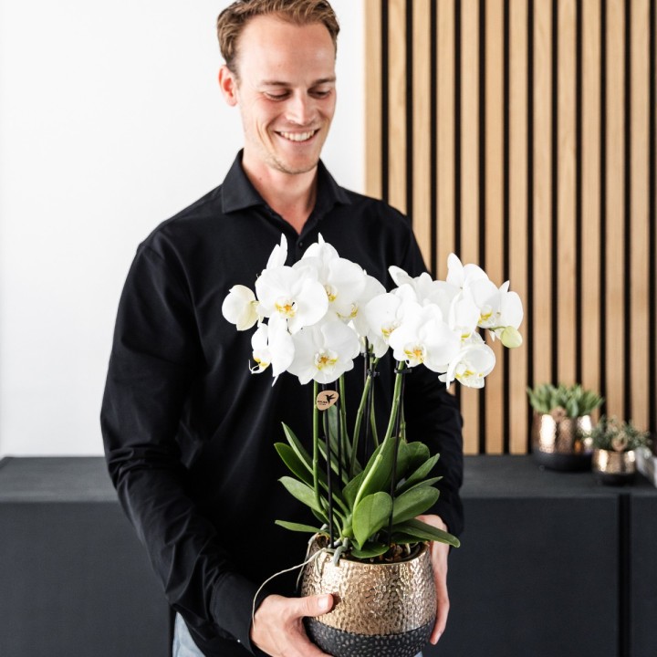 Kolibri Orchids | Combi Deal Of 4 White Orchids - Ghent - Pot Size Ø12Cm | Flowering Houseplant - Fresh From The Grower