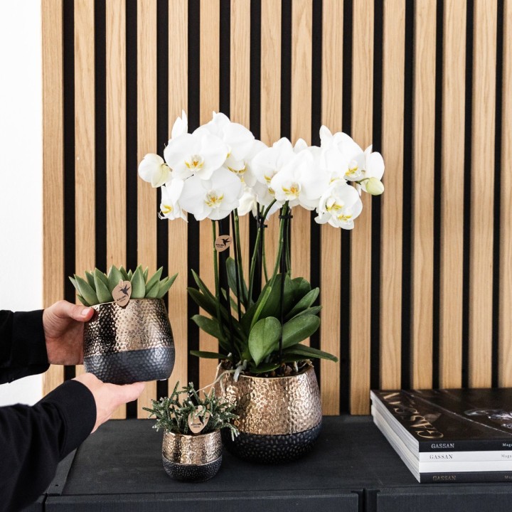 Kolibri Orchids | Combi Deal Of 4 White Orchids - Ghent - Pot Size Ø12Cm | Flowering Houseplant - Fresh From The Grower