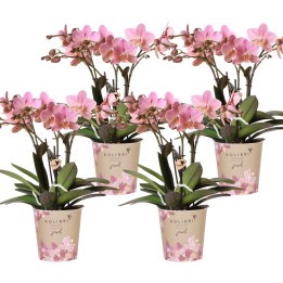 Kolibri Orchids | Combi Deal Of 4 Phalaenopsis Orchids - Treviso - Pot Size Ø12Cm | Flowering Houseplant - Fresh From The Grower