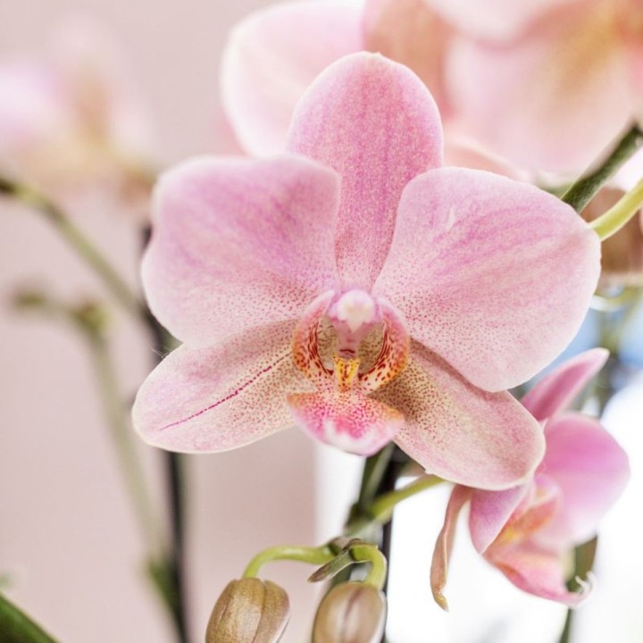 Kolibri Orchids | Combi Deal Of 4 Phalaenopsis Orchids - Treviso - Pot Size Ø12Cm | Flowering Houseplant - Fresh From The Grower