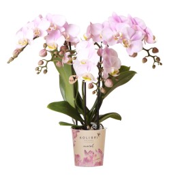 Orchidées phalaenopsis - Portugal - Pot Ø9Cm.