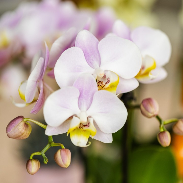 Orchidées phalaenopsis - Portugal - Pot Ø9Cm.