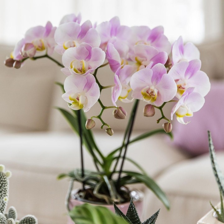 Orchidées phalaenopsis - Portugal - Pot Ø9Cm.