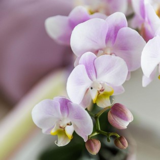 Orchidées phalaenopsis - Portugal - Pot Ø9Cm.