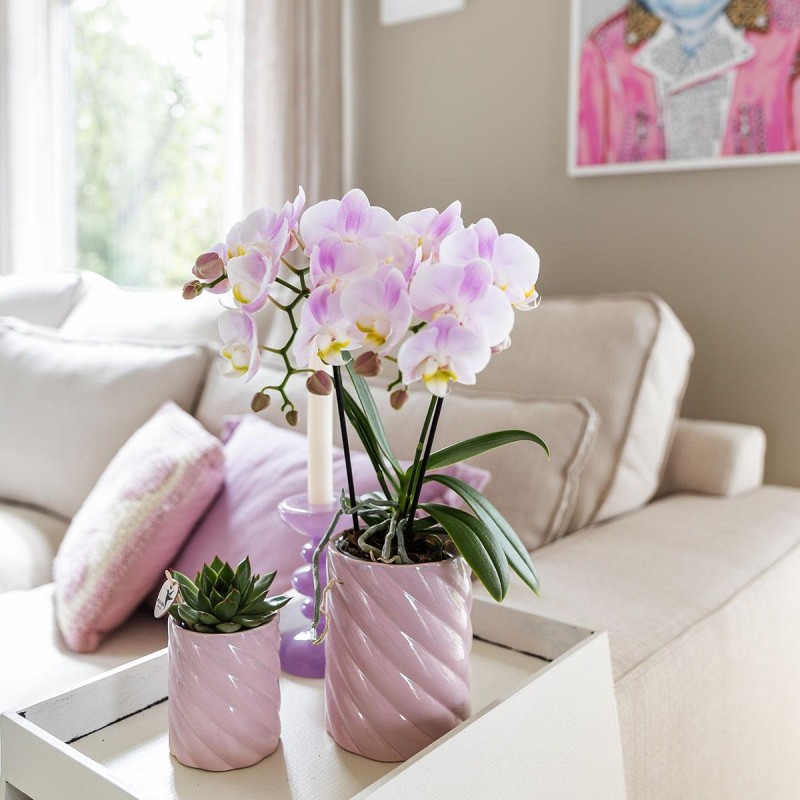 Orchidées phalaenopsis - Portugal - Pot Ø9Cm.
