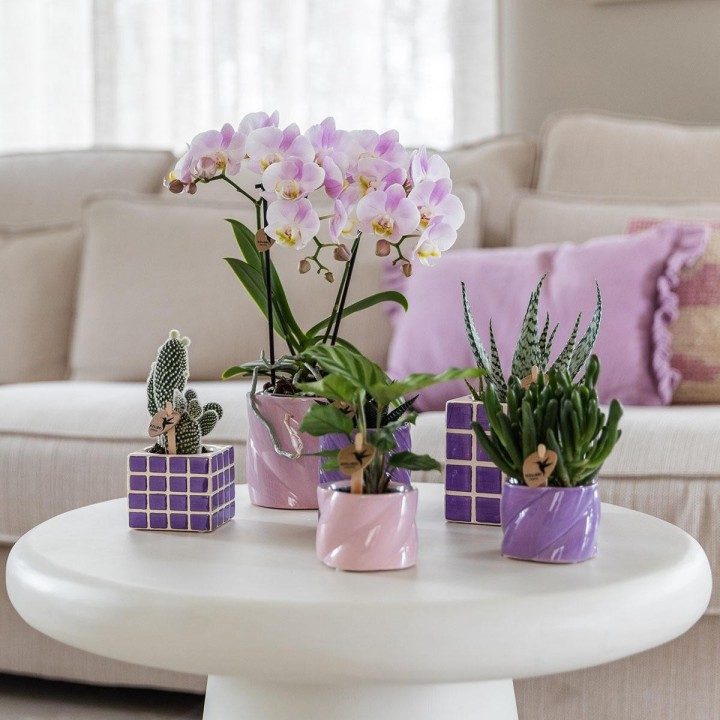 Orchidées phalaenopsis - Portugal - Pot Ø9Cm.