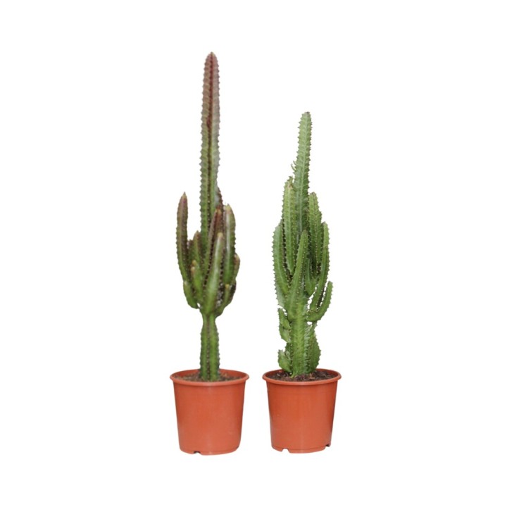 Euphorbia Green / Red - 2 Pieces - Ø17Cm - ↕75Cm