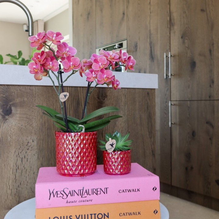 Kolibri Orchids | Red Phalaenopsis Orchid Congo + Red Pearl Pot - Pot Size Ø9Cm | Flowering Houseplant - Fresh From The Grower