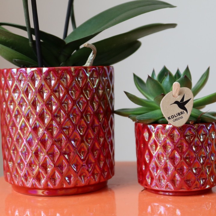 Kolibri Orchids | Red Phalaenopsis Orchid Congo + Red Pearl Pot - Pot Size Ø9Cm | Flowering Houseplant - Fresh From The Grower