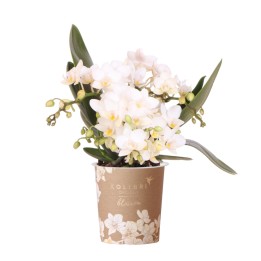 orchidée Nazaré blanche petites fleurs pot de 10