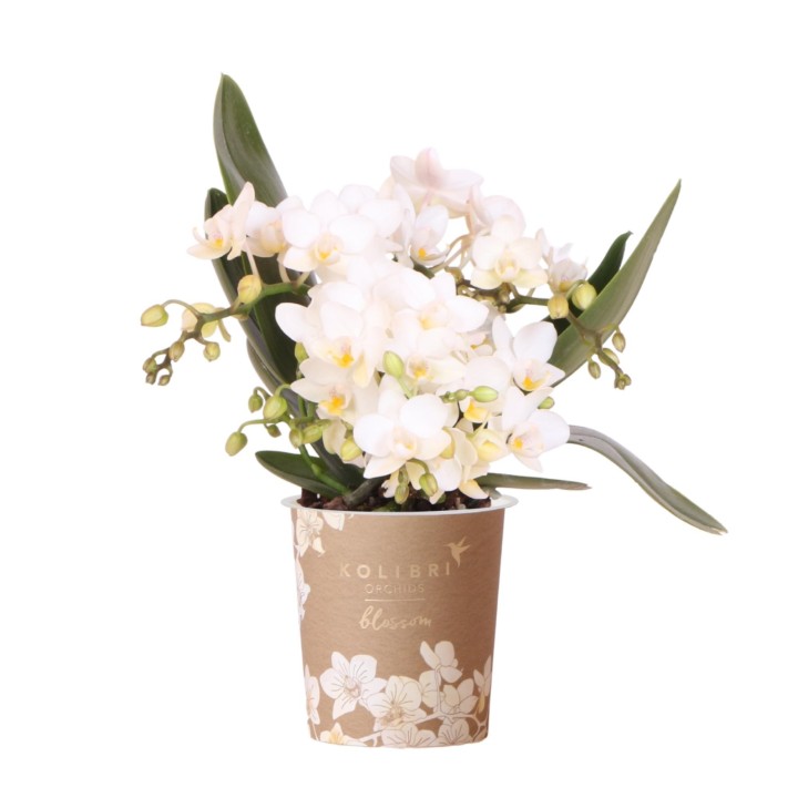 orchidée Nazaré blanche petites fleurs pot de 10