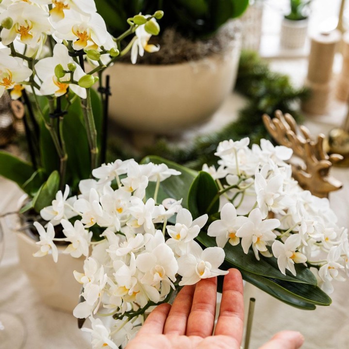 orchidée Nazaré blanche petites fleurs pot de 10