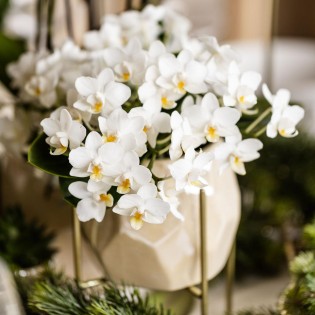 orchidée Nazaré blanche petites fleurs pot de 10