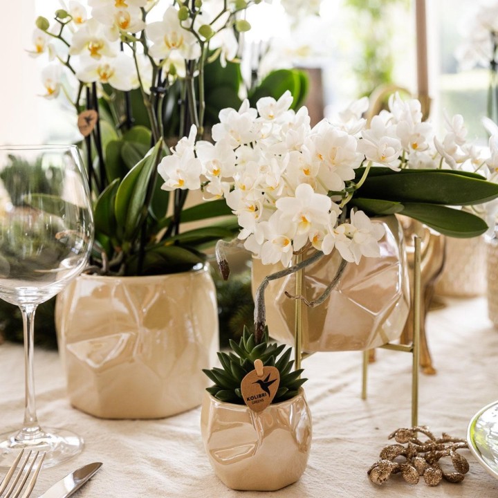 orchidée Nazaré blanche petites fleurs pot de 10