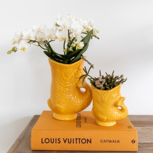 orchidée Nazaré blanche petites fleurs pot de 10