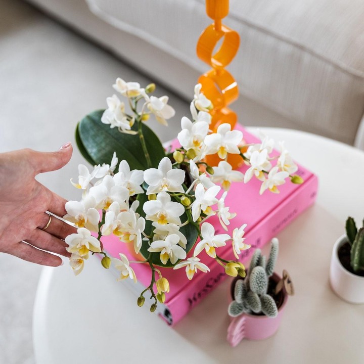 orchidée Nazaré blanche petites fleurs pot de 10