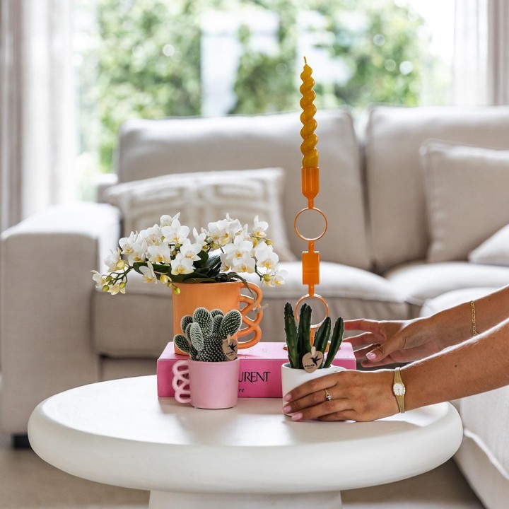orchidée Nazaré blanche petites fleurs pot de 10