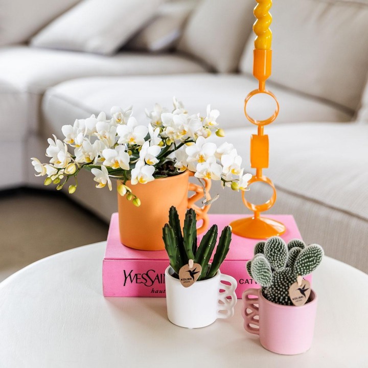 orchidée Nazaré blanche petites fleurs pot de 10