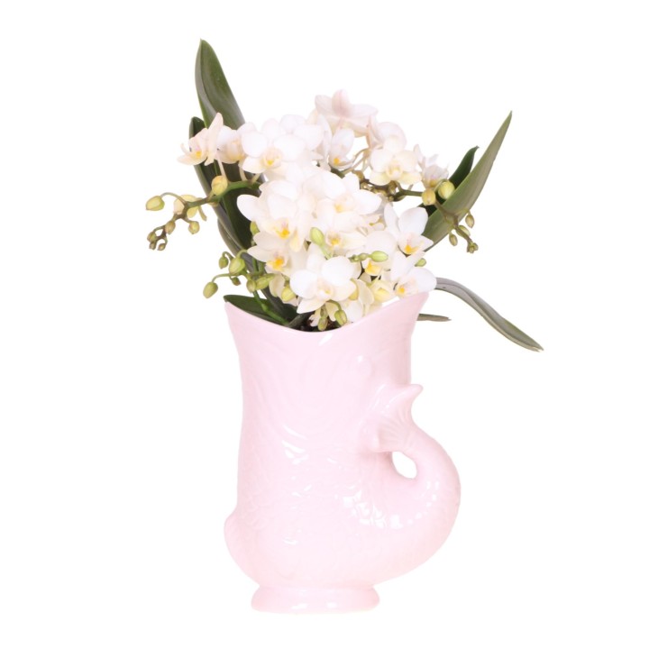 Kolibri Orchids | White Orchid 'Nazaré' + Pink Fish Pot - Pot Size Ø9Cm | Blooming Houseplant - Fresh From The Grower