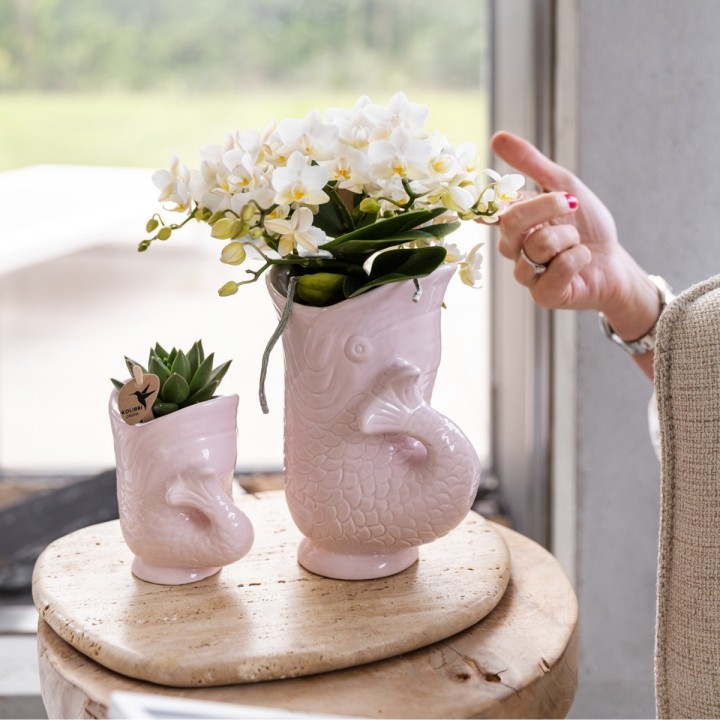 Kolibri Orchids | White Orchid 'Nazaré' + Pink Fish Pot - Pot Size Ø9Cm | Blooming Houseplant - Fresh From The Grower