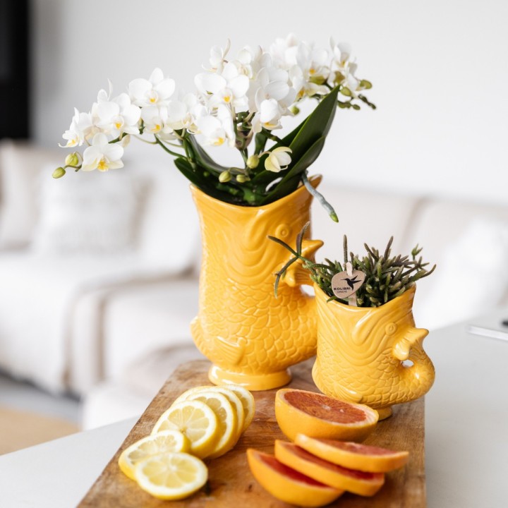 Kolibri Orchids | White Orchid 'Nazaré' + Orange Fish Pot - Pot Size Ø9Cm | Blooming Houseplant - Fresh From The Grower