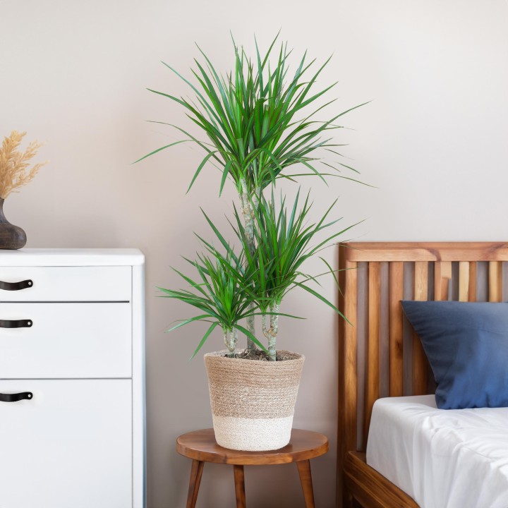 Dracaena Marginata With White Lisbon Basket - 95Cm - Ø21