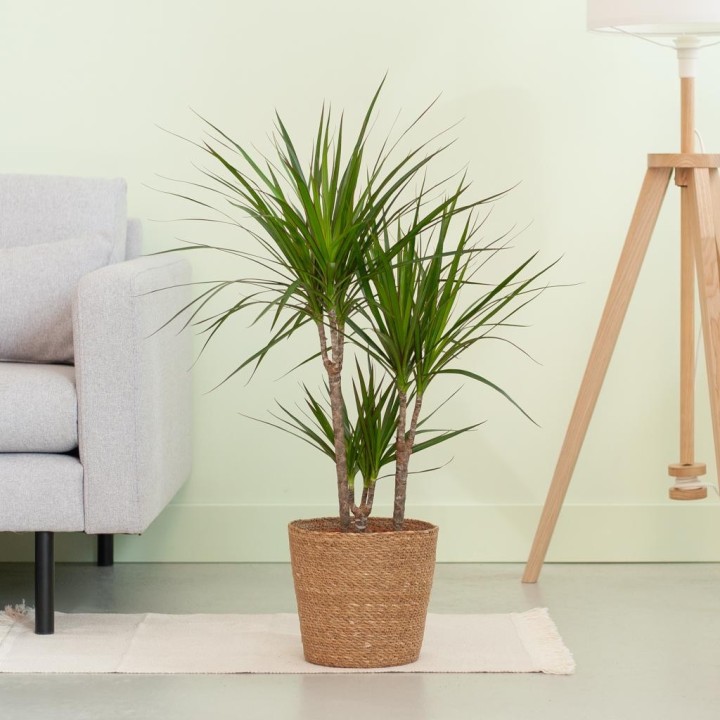 Dracaena Marginata With Naturel Basket  - 95Cm - Ø21