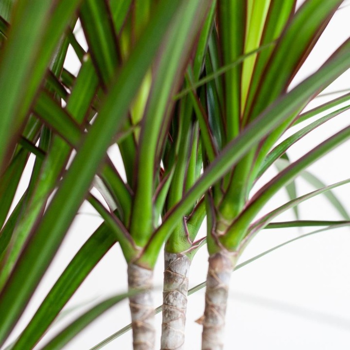 Dracaena Marginata With Naturel Basket  - 95Cm - Ø21