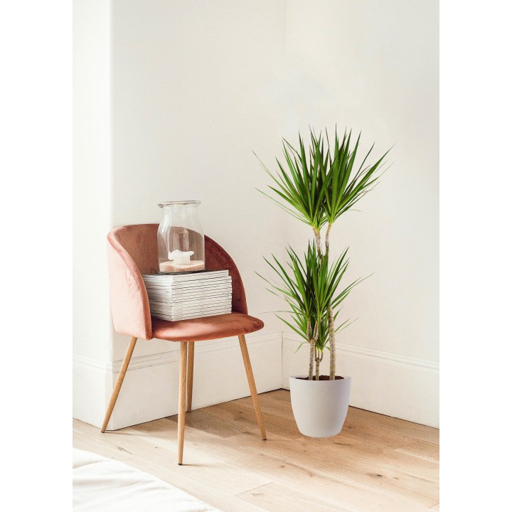 Dracaena Marginta With Viber White - 95Cm - Ø21