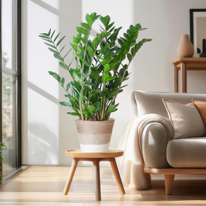 Zamioculcas Zamiifolia With Basket Lissabon White   - 80Cm- Ø21