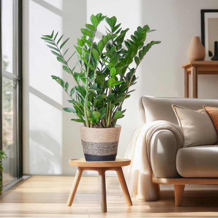 Zamioculcas Zamiifolia With Basket Lissabon Black - 80Cm- Ø21