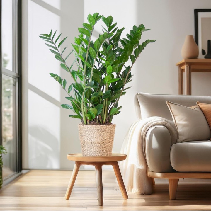 Zamioculcas Zamiifolia With Sofia Basket Natural   - 80Cm- Ø21