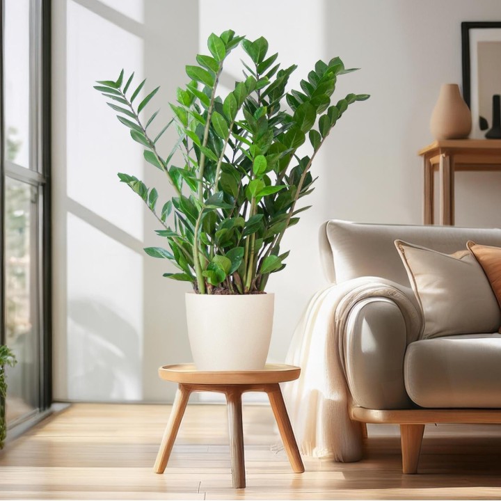 Zamioculcas Zamiifolia With Viber White  - 80Cm- Ø21