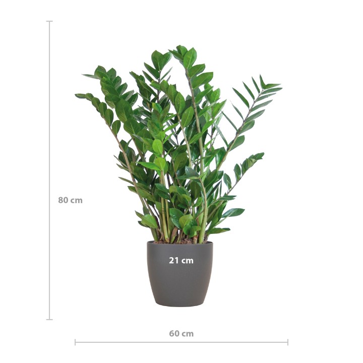 Zamioculcas Zamiifolia With Viber Gray - 80Cm- Ø21