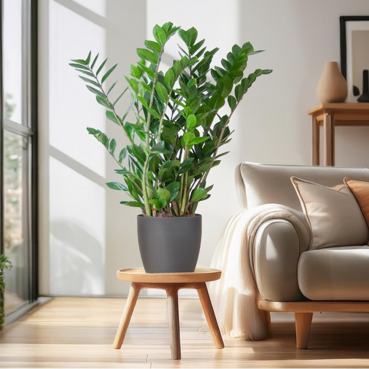 Zamioculcas Zamiifolia With Viber Gray - 80Cm- Ø21