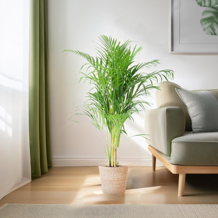 Areca Palm (Dypsis) With Sofia Basket Natural - 100Cm - Ø21