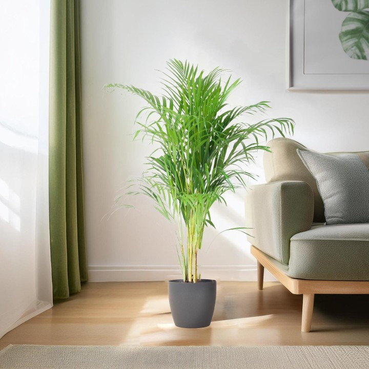 Areca Palm (Dypsis)  With Viber Gray - 100Cm - Ø21