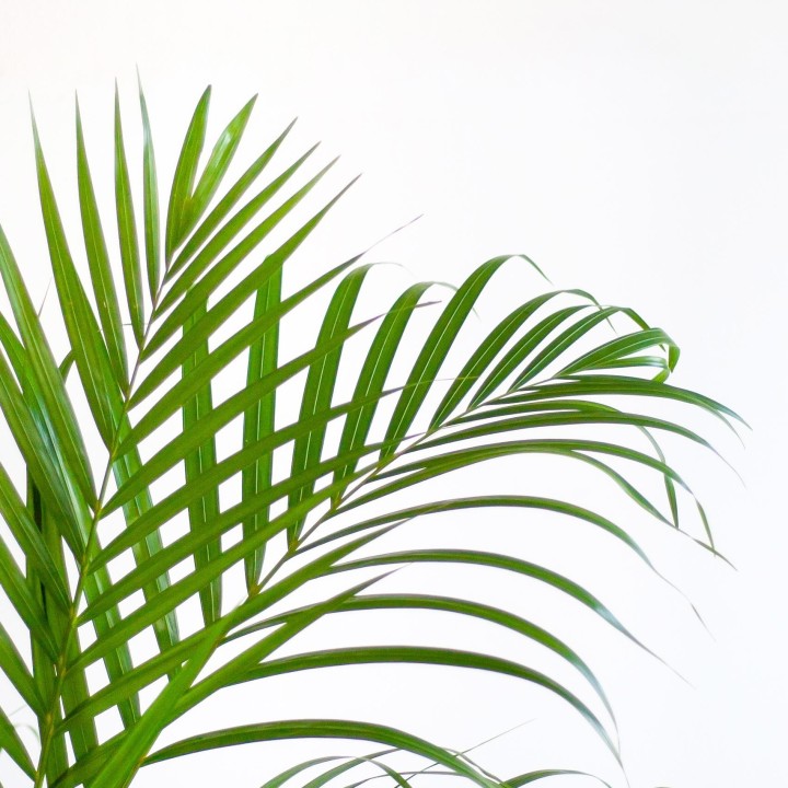 Areca Palm (Dypsis)  With Viber Gray - 100Cm - Ø21