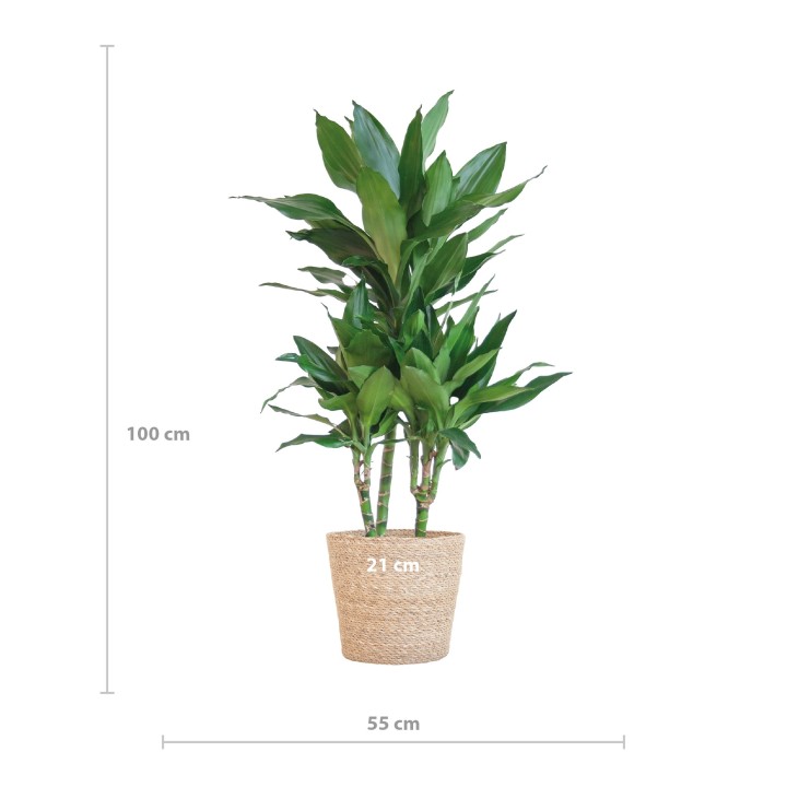 Dracaena  Janet Lindt With Sofia Basket Natural - 95Cm - Ø21