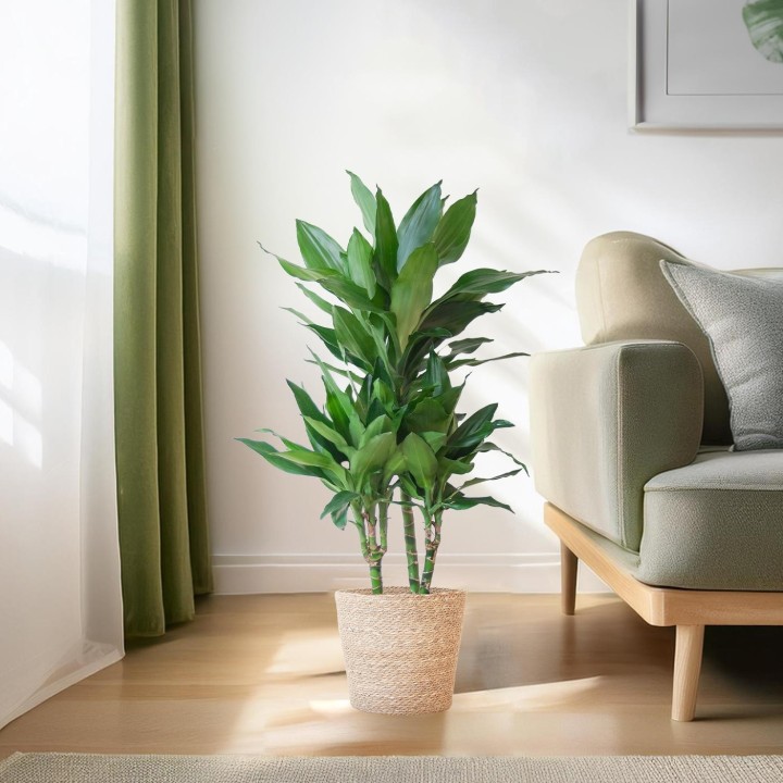 Dracaena  Janet Lindt With Sofia Basket Natural - 95Cm - Ø21