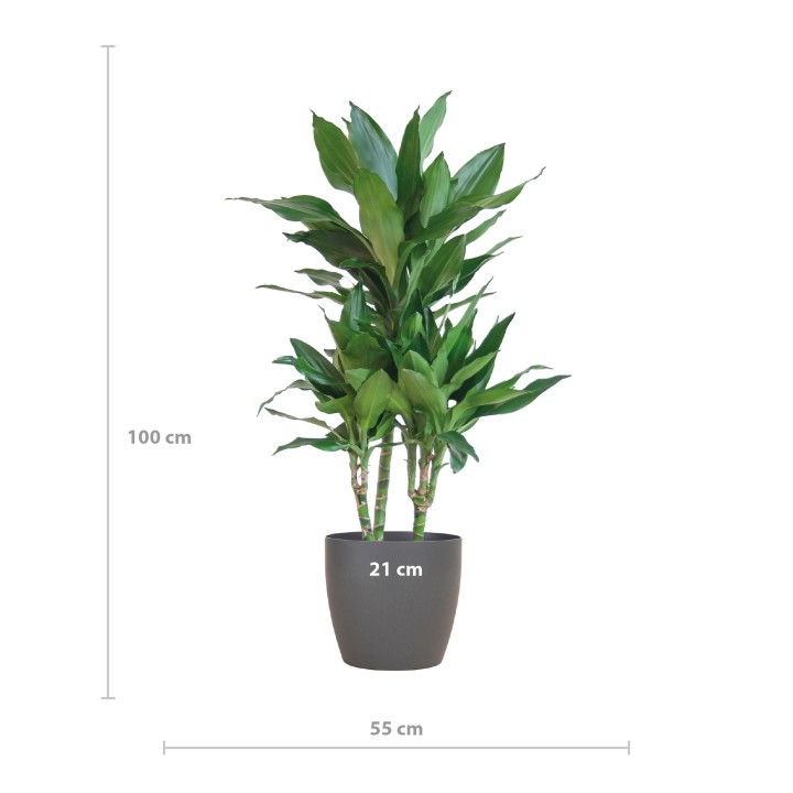 Dracaena  Janet Lindt With Viber Gray - 95Cm - Ø21