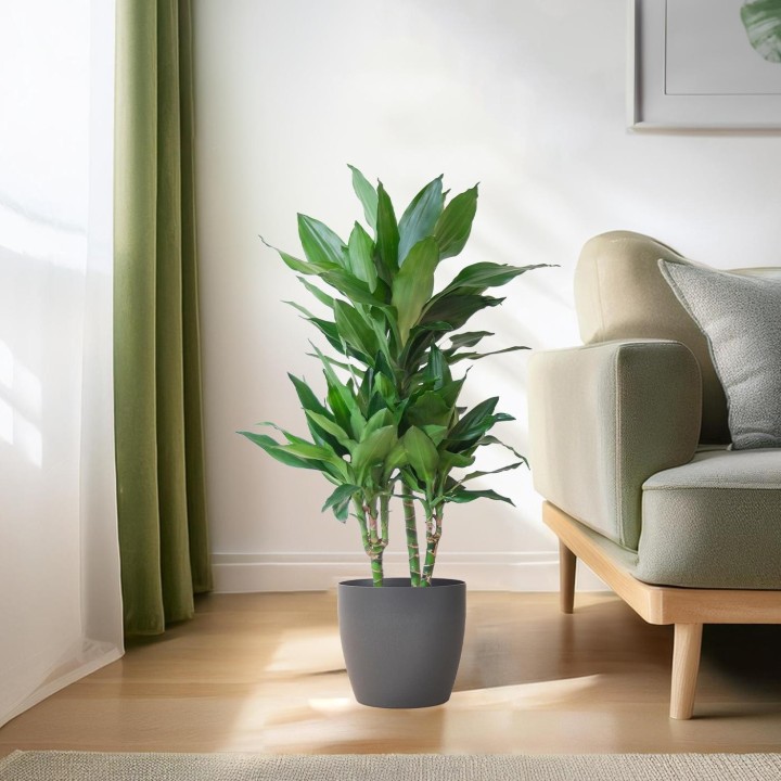 Dracaena  Janet Lindt With Viber Gray - 95Cm - Ø21